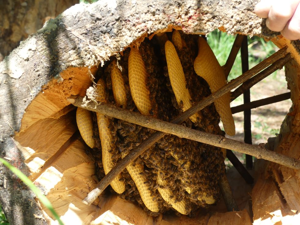 Bienenhaltung Wie In Der Steinzeit – Teil 3
