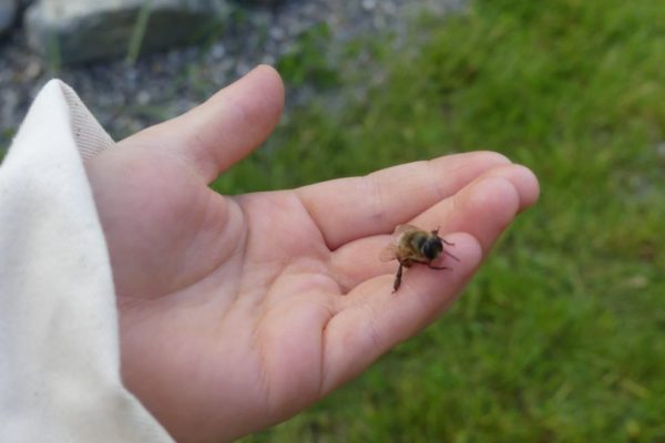 Bienen Drohne