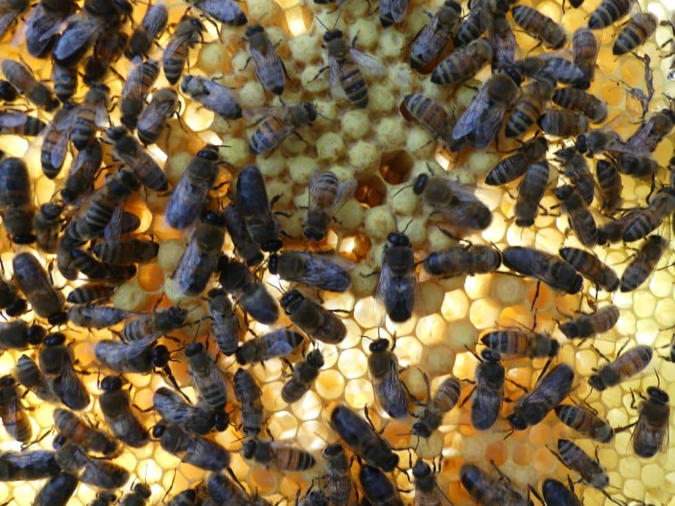 Bienenhaltung wie in der Steinzeit – Nach dem Winter
